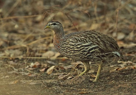 Double-spurred Francolin