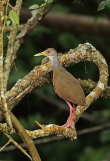 Grey-necked Wood-rail