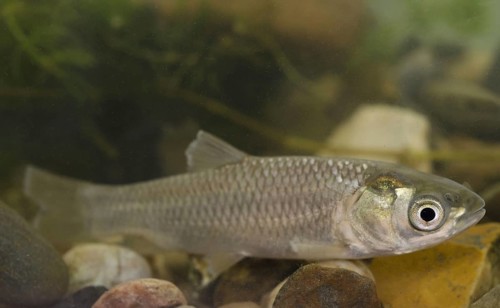 Grass Carp