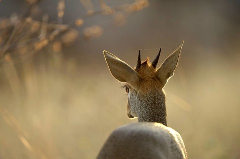 Kirk's Dik-dik
