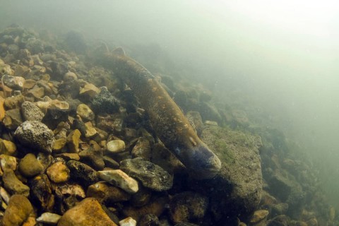 Sea Lamprey