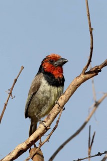Black-collared Barbet
