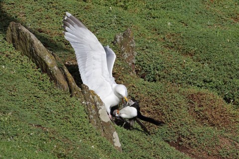European european herring gull