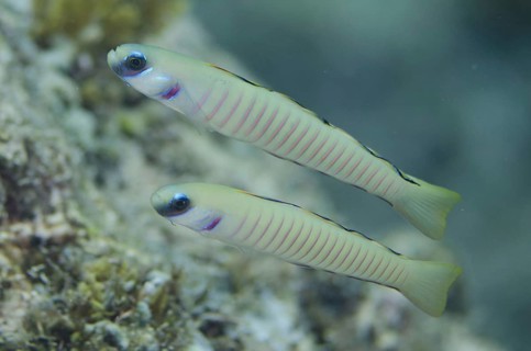 Zebra dartfish