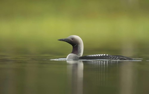 Black-throated Diver