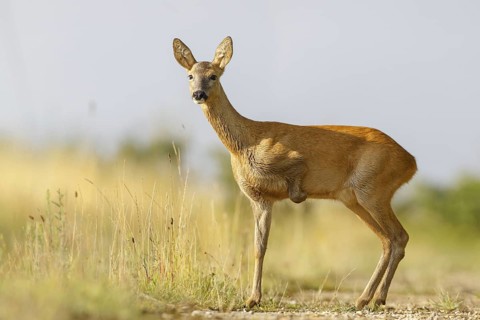 Western Roe Deer