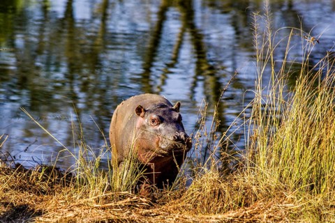 Young hippo