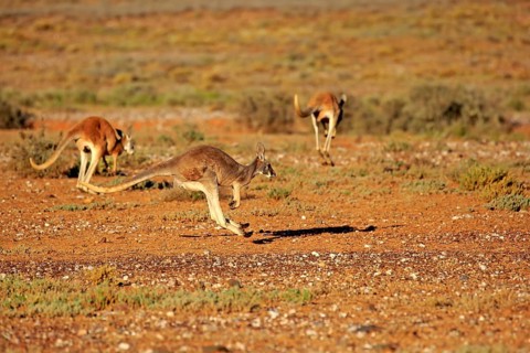 Red Kangaroo