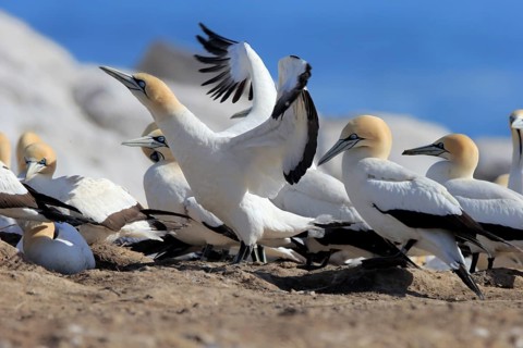 Cape Gannet