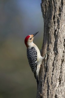 Red-bellied woodpecker