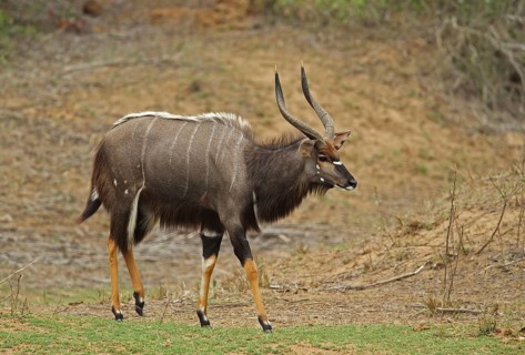 Nyala