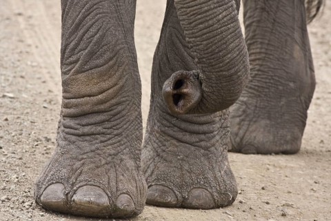 African elephant