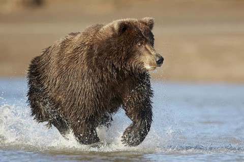 Grizzly bear