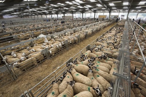 Domestic sheep