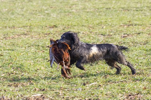 Cocker spaniel