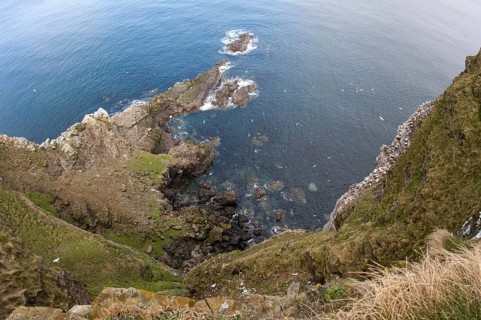 Colony of northern gannet