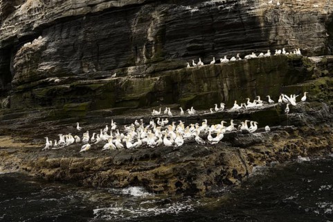 Northern Gannet