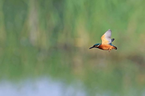 Common kingfisher
