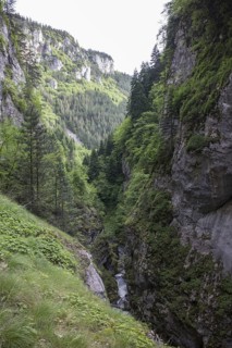 Wallcreeper nesting habitat in the Trigrad Gorge