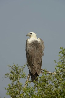 White-bellied sea eagle