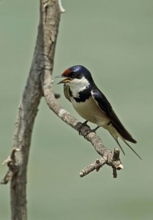 White-throated Swallow