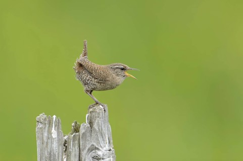 Shetland wren