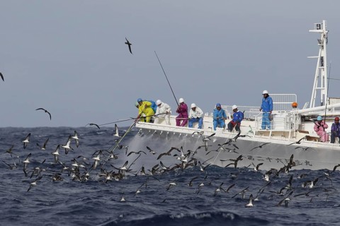 White-faced Shearwater