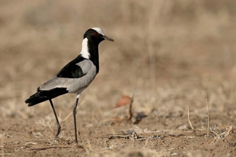 Blacksmith Plover