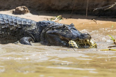 Adult Paraguayan yacare caiman