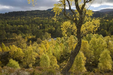 Warty birch