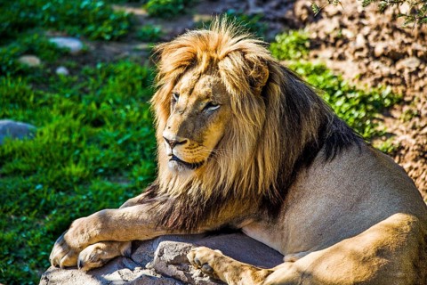Male lion