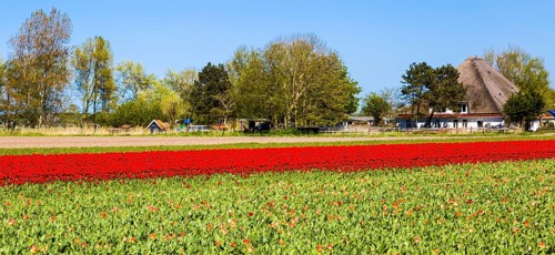 Flowering tulip fields