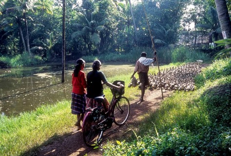 A man grazing a flock of ducks and two girls behind with a bicycle in Alappuzha