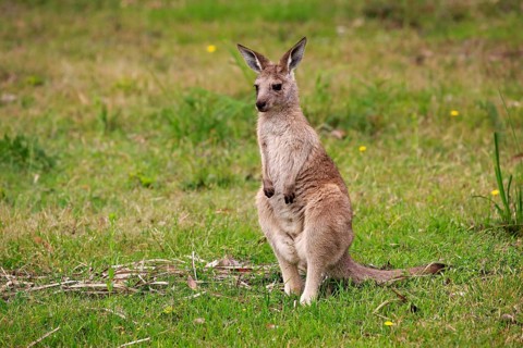 Eastern grey kangaroo