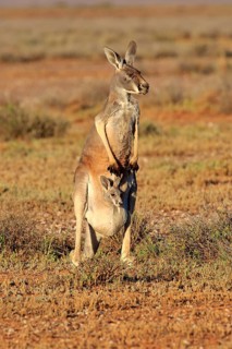 Red kangaroo