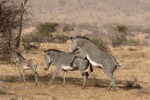 Grevy's grevy's zebra