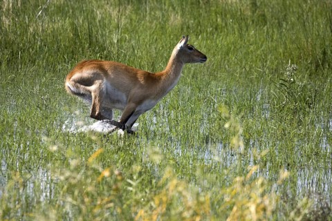 Red lechwe