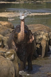 Asian elephant
