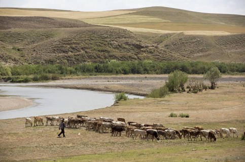 Cattle farming