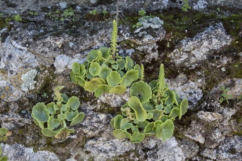 Navelwort