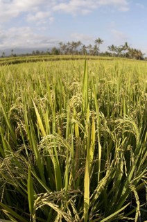 Asian rice