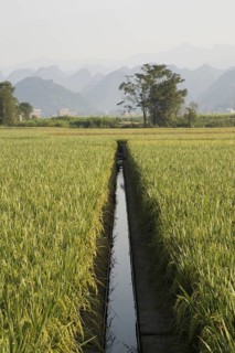Asian rice