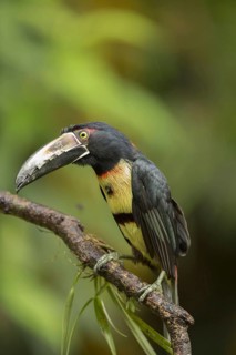 Collared aracaris