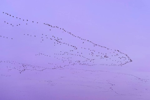 Pink-footed Goose
