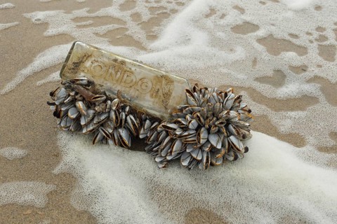 Barnacle