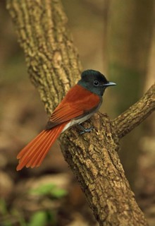 African Paradise Flycatcher
