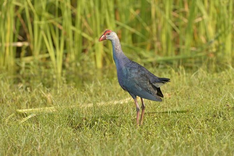 Grey-headed Swamphen