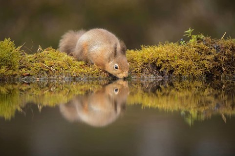 Eurasian red squirrel