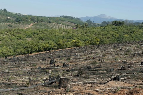 Harvested forest