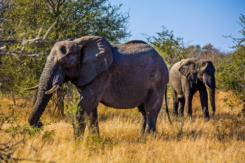 Elephantn african elephant